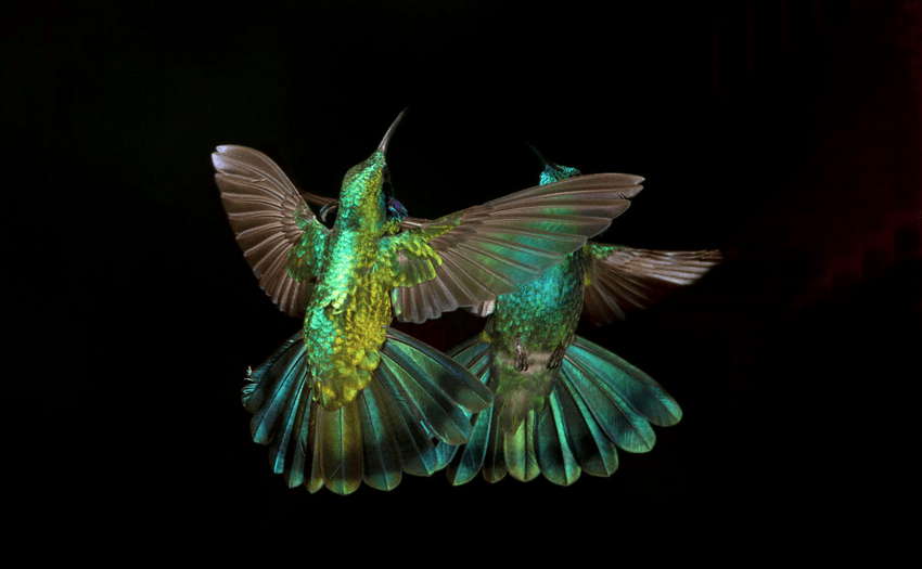 jose lopez hummingbird costa rica