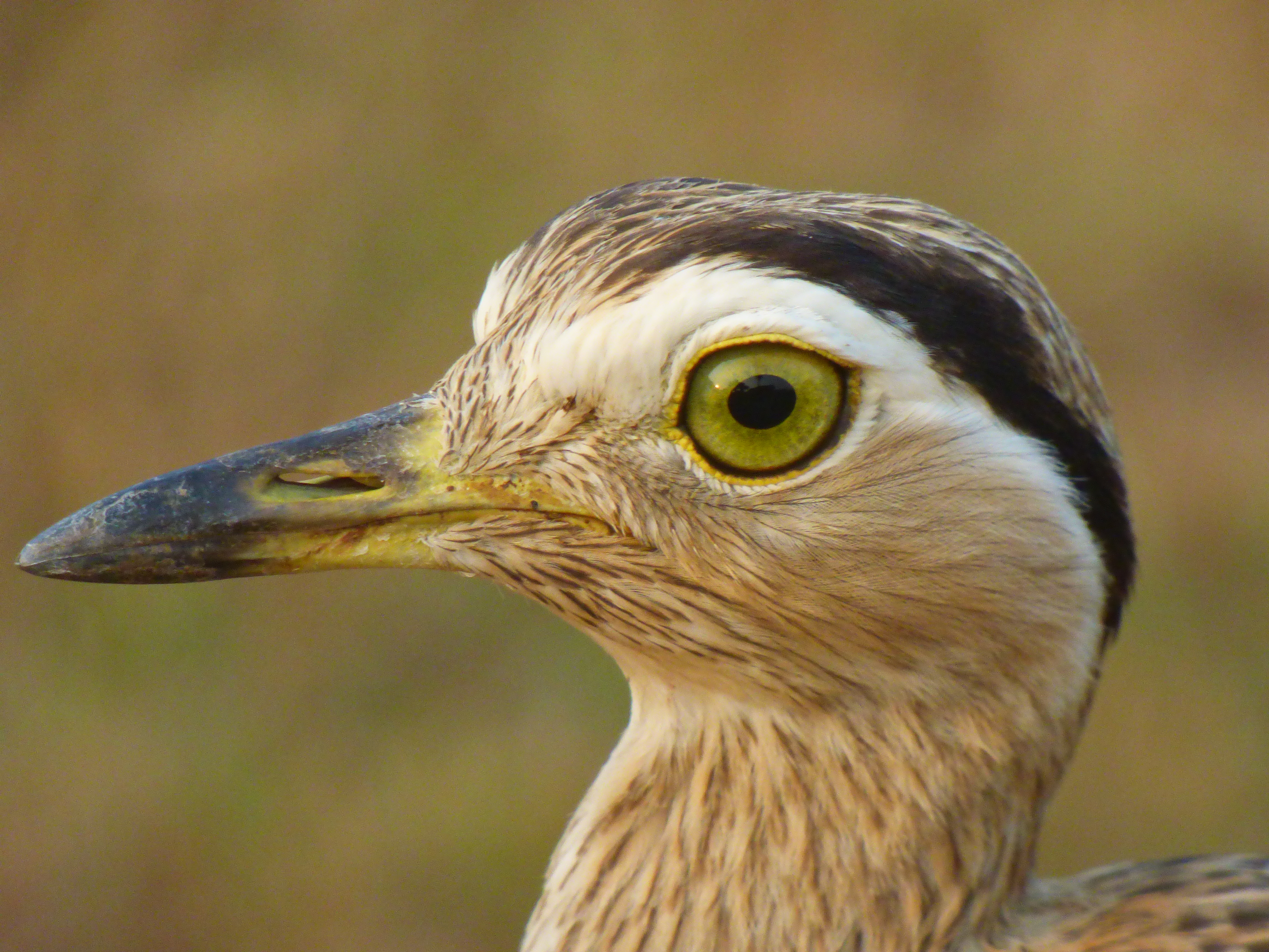 double striped thick knee 