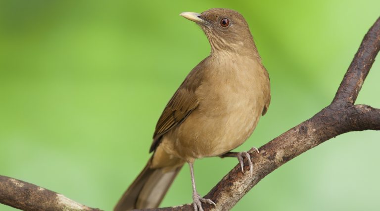 Feliz Día Nacional del Yigüirro - Birdwatching in Costa Rica